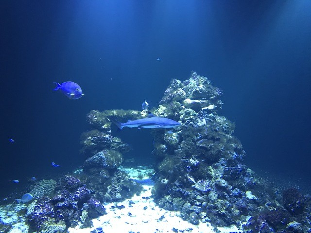Korallrev i Fjärilshusets akvarium.
