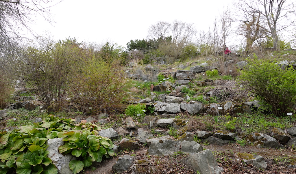 En bild från Botaniska trädgården i Stockholm - Bergianska trädgården - och den visar en stensatt odlingsdel. 