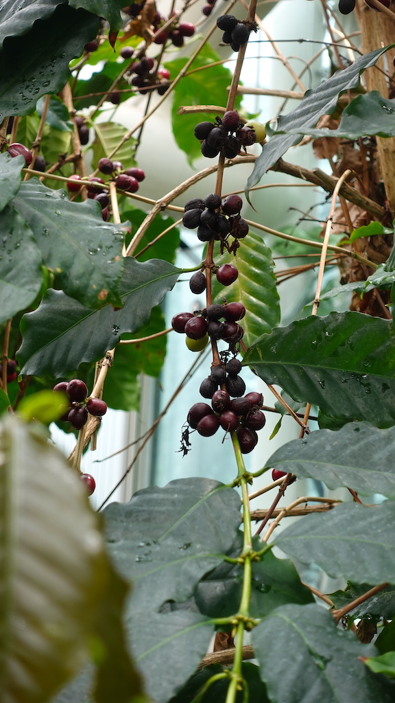 En bild på kaffebönor i Edvard Anderssons växthus. 