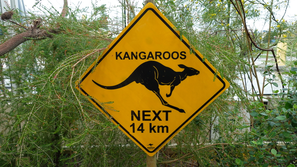 En "varning för kängru"-skylt från Australienrummet i Edvarda Anderssons växthus Bergianska trädgården. 